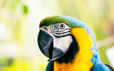 beautiful Blue-and-Yellow Macaw in rainforest