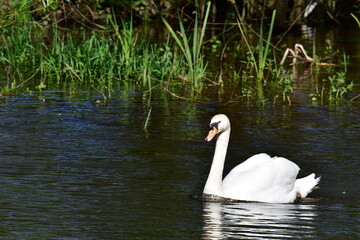 Swan in river Nore, Kilkenny, Ireland