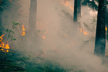 View of fire in the forest