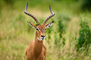 A wild beauty deer in the savanna