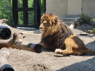 a dignified lion

