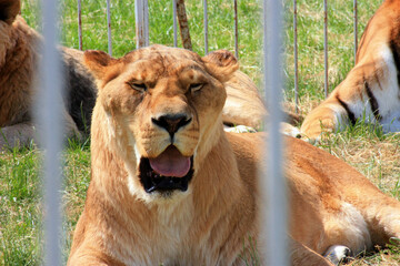 Majestic Lioness Resting in Grass Enclosure at Zoo, with Blurred Background. Power and Grace Captured in Close-Up Portrait. Wildlife Photography of Beautiful Predator Gazing Through Chain Link Fence