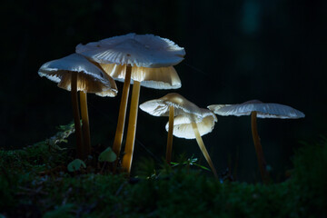 Hallucinogenic mushrooms on a dark background. Selective focus. psilocybin mushrooms.