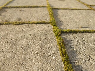 Fototapeta premium Cobblestone texture. Gray paving stones outside close-up. Design blank