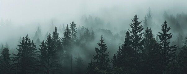 A dense forest shrouded in mist, with dark green trees against the grey sky. fog and tall pine trees.