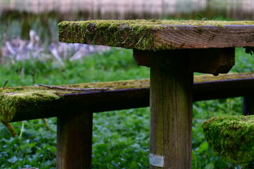 Moss on the bench, Castlecomer Discovery Park, Castlecomer, Co. Kilkenny, Ireland