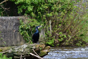 Fototapeta premium Cormorant in river Nore, Kilkenny, Ireland