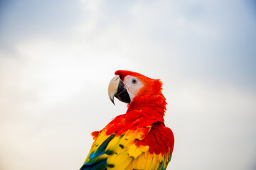 parrot / Macaw Close Up portrait