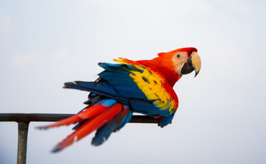 parrot / Macaw Close Up portrait