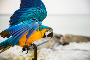 parrot / Macaw Close Up portrait