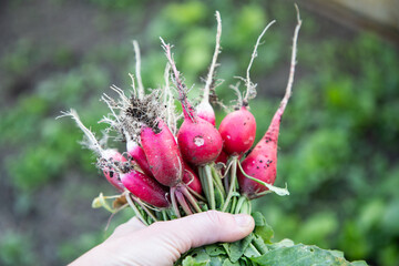 organic red radishes freshly collected from garden