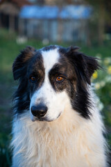 cute white shepherd dog playing in nature