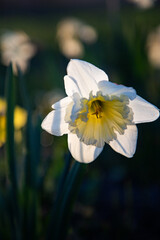 beautiful daffodil blooming in spring © Melinda Nagy