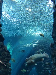 an oxtail in an aquarium

