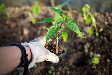 green organic pepper seedlings ready for planting