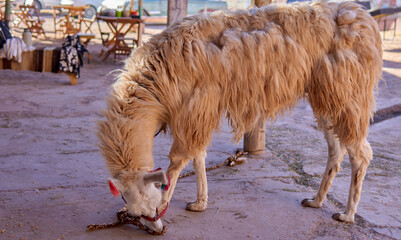 brown llama eating corn from the ground on an excursion in Purmamarca, Argentina.