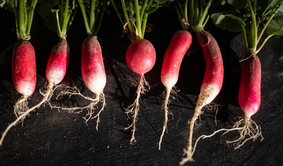 organic red radishes freshly collected from garden