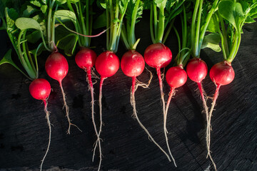 organic red radishes freshly collected from garden