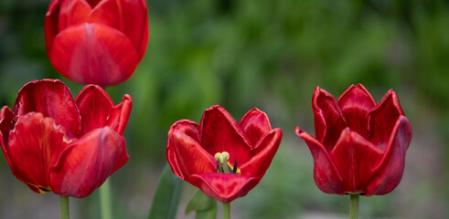 beautiful tulip blooming in spring