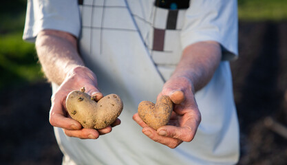 farmer holding heart shaped potatoes ready for planting organic gardening