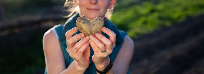 farmer holding heart shaped potatoes ready for planting organic gardening
