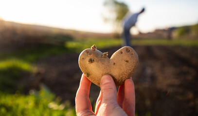 farmer holding heart shaped potatoes ready for planting organic gardening