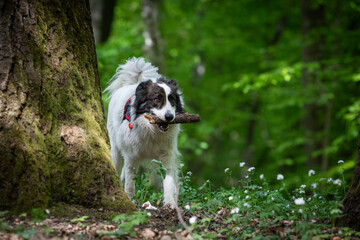 cute white shepherd dog playing in nature