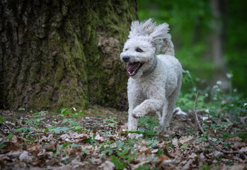 cute little pumi dog enjoying the outdoors