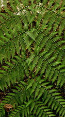 photography of fern leaves in nature