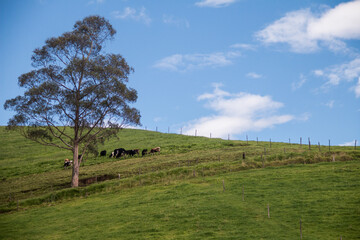 photograph of a tree next to cows on a hill with green grass under the blue sky