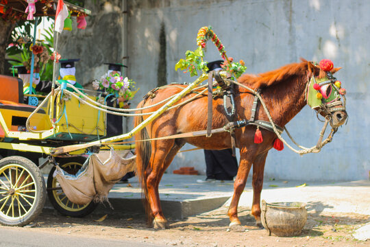 Horse And Carriage