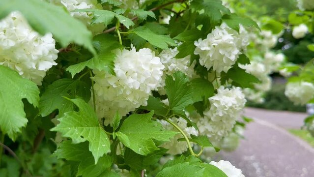 Snowball tree's white spherical flowers sway in the wind. Viburnum opulus, Viburnum opulus roseum, Viburnum Boule de Neige flowers. 
