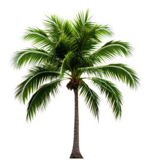 Obraz premium PNG Palm plant tree white background.