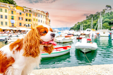 Hund in Portofino, Italien 
