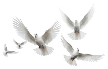 PNG Group of doves flying in the sky animal white bird.