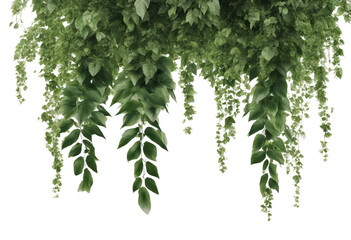Tropical creeper top border hanging isolated on transparent background