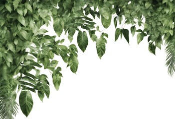 Tropical creeper border hanging isolated on transparent background