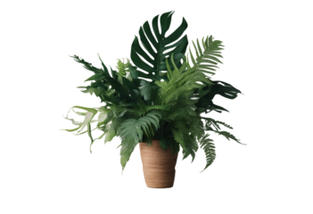 Tropical vibes plant bush floral arrangement with tropical leaves Monstera and fern isolated on transparent background