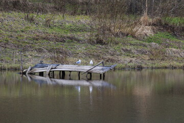 Two seagulls sit on an old pier on the shore of a lake