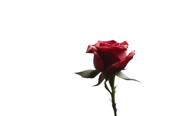 A single red rose flower petal blackthorn close up isolated on transparent background