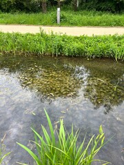 pond in the park