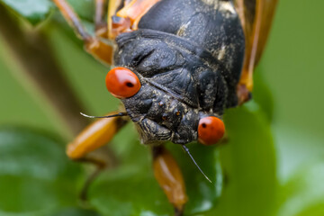 Simple eyes ocelli ocellus vs compound eyes of a Periodical Cicada
