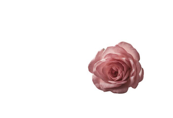 Pink rose flower isolated on transparent background