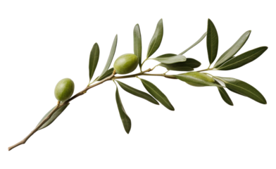 PNG Branch plant olive herbs.