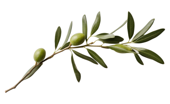 PNG Branch plant olive herbs.