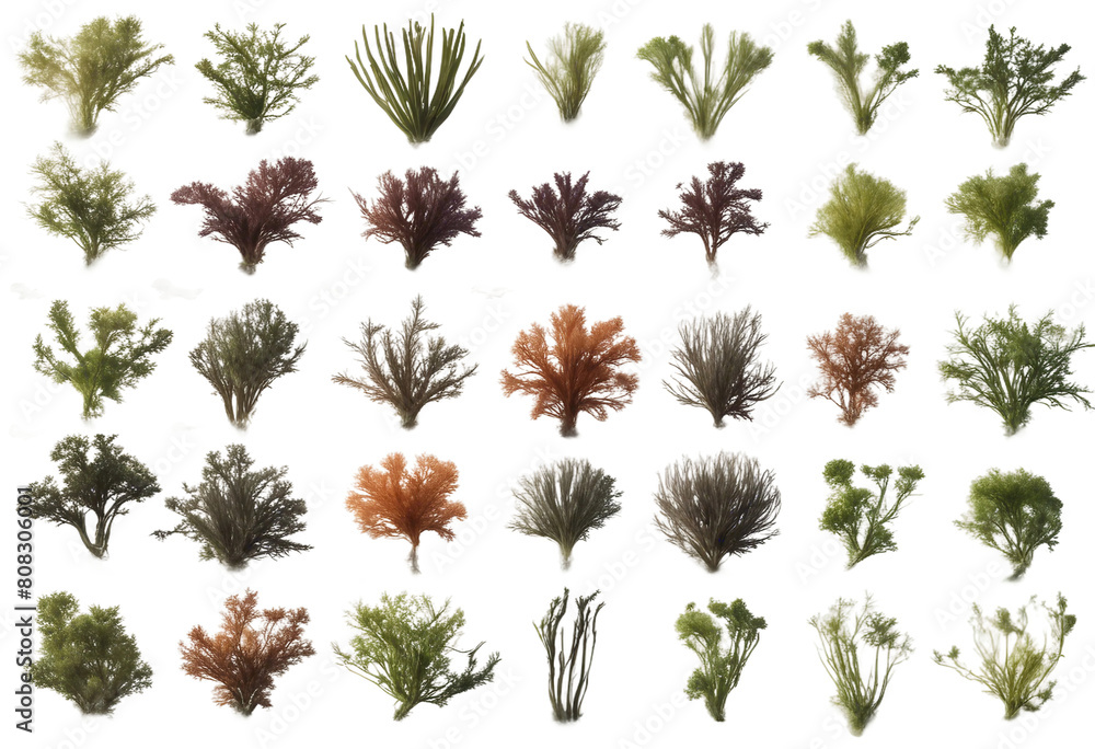 Poster set of various seaweeds isolated on transparent background
