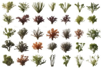 Set of various seaweeds isolated on transparent background