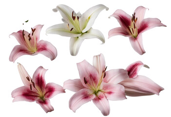 Set of springtime lily flowers isolated on transparent background