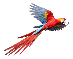 Fototapeta premium PNG Scarlet Macaw parrot animal macaw.