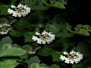 white flowers in the garden